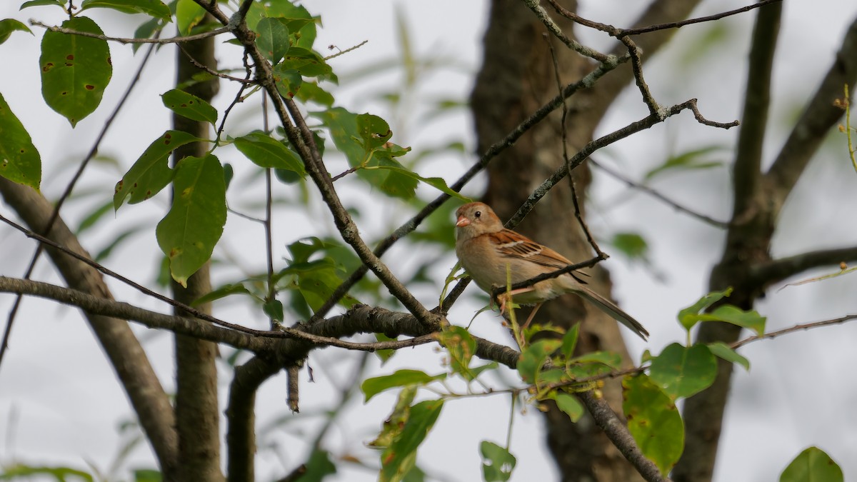Field Sparrow - ML620240374