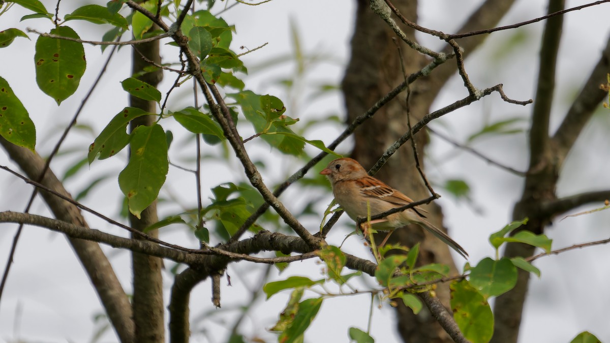 Field Sparrow - ML620240375