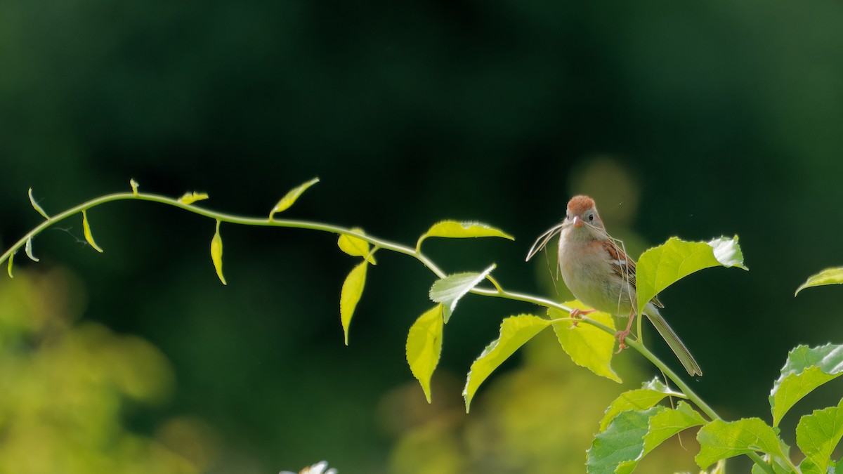 Field Sparrow - ML620240376