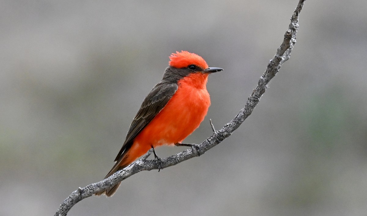 Vermilion Flycatcher - ML620240382