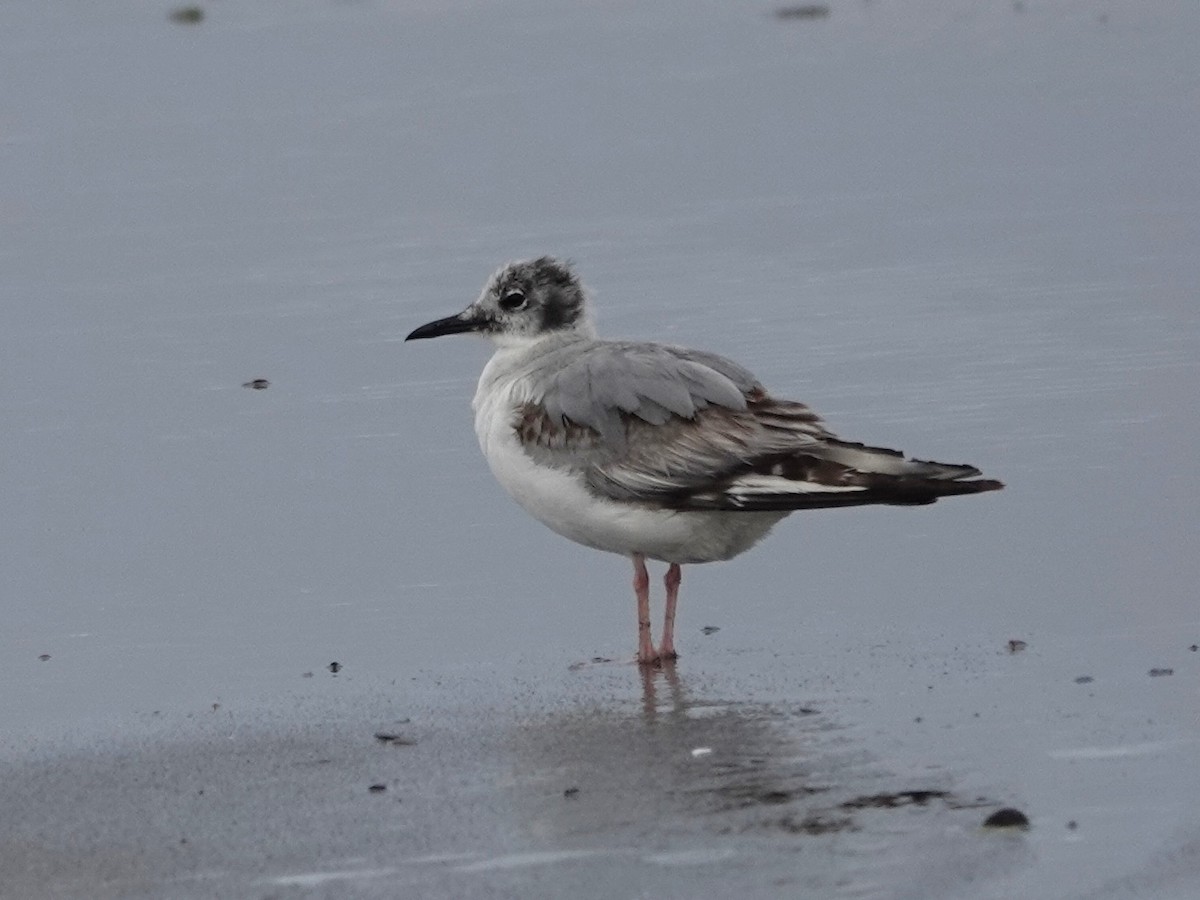 Mouette de Bonaparte - ML620240383