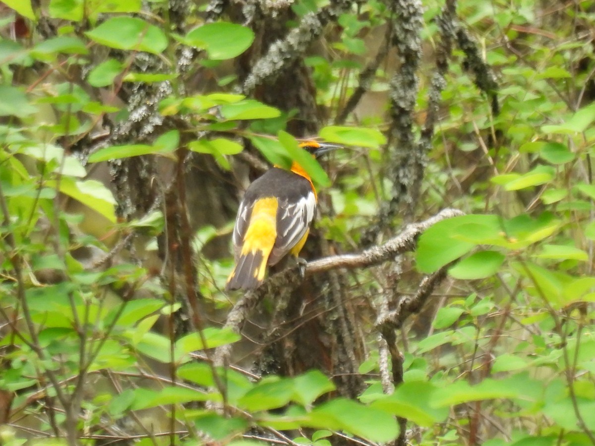 Bullock's Oriole - ML620240386