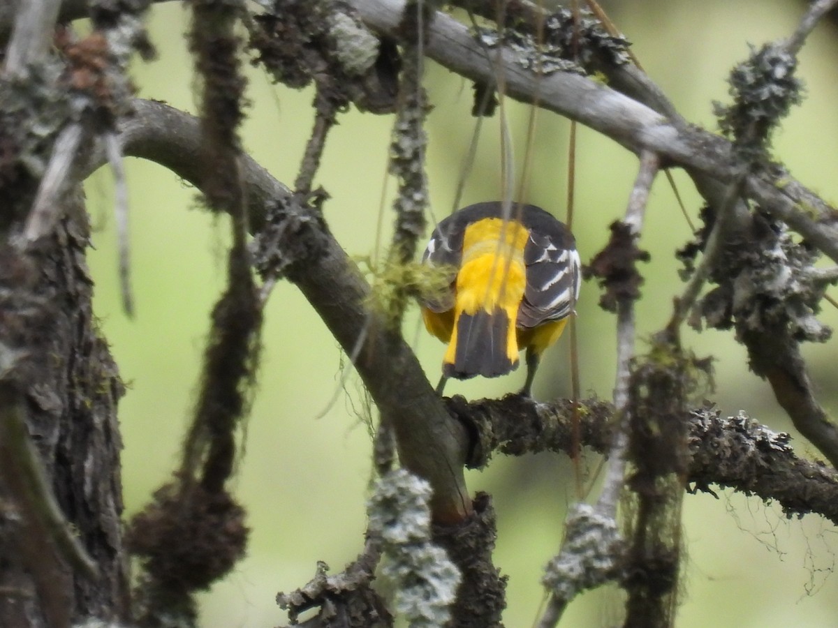 Oriole de Bullock - ML620240387