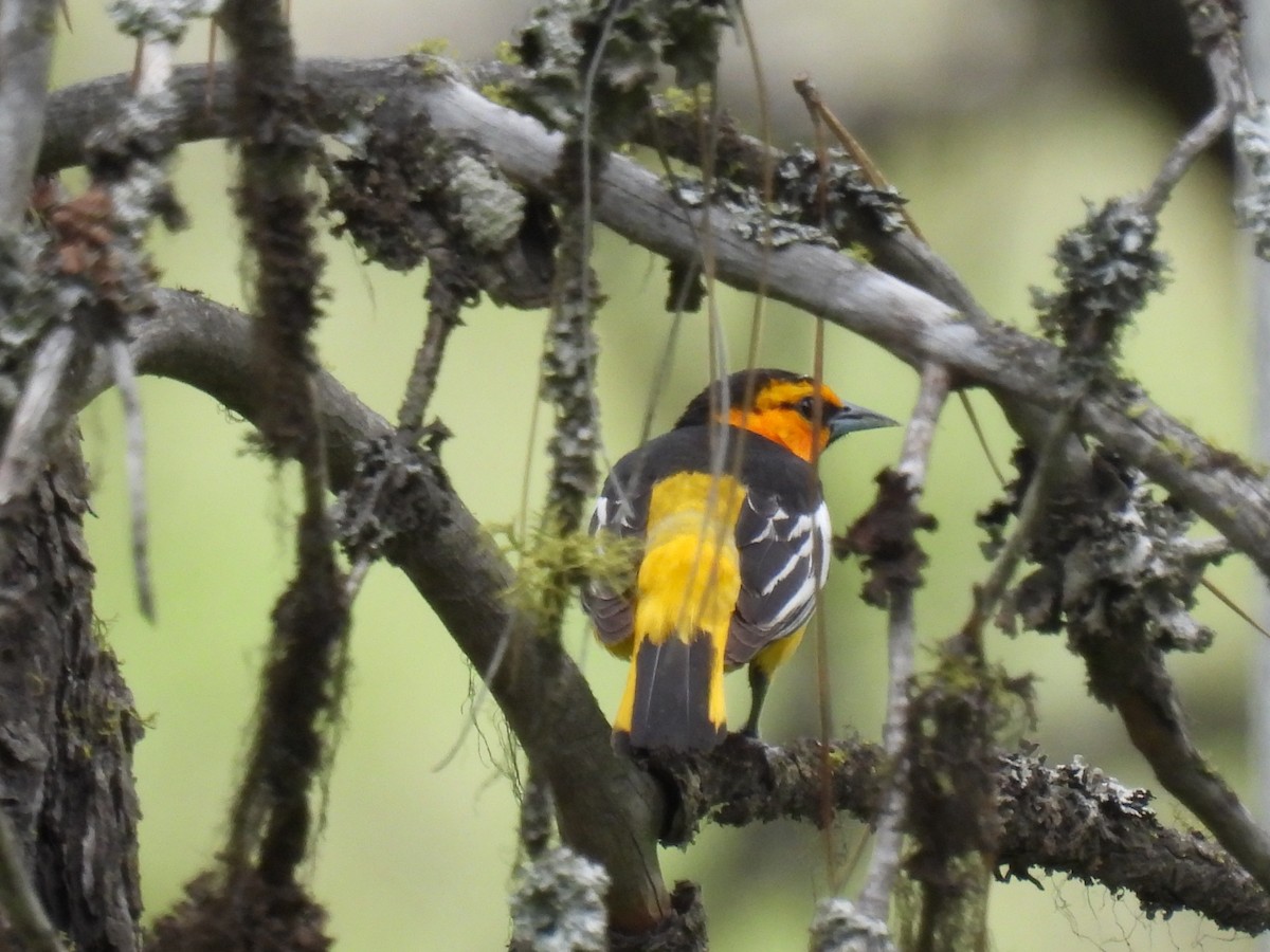 Bullock's Oriole - ML620240388