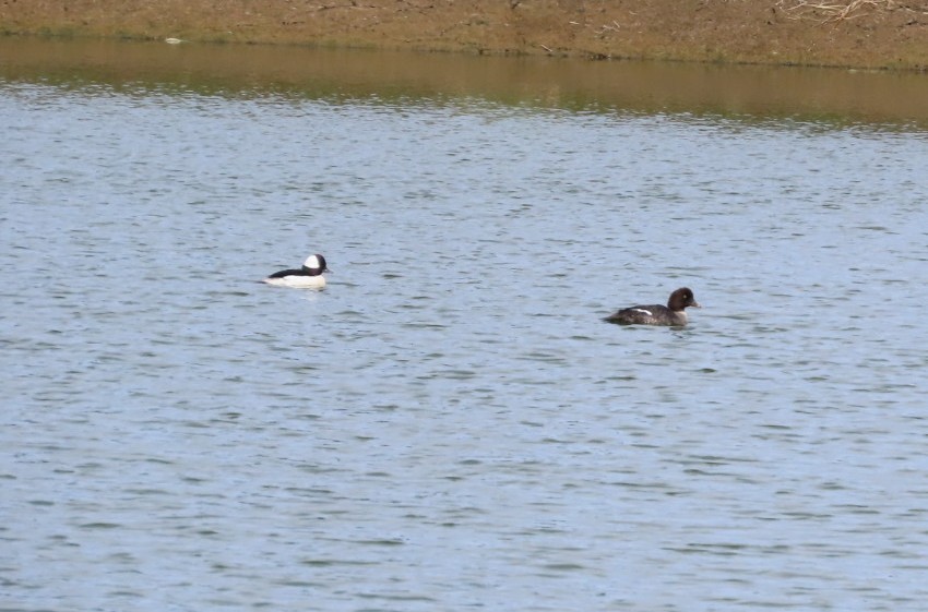 Bufflehead - ML620240403