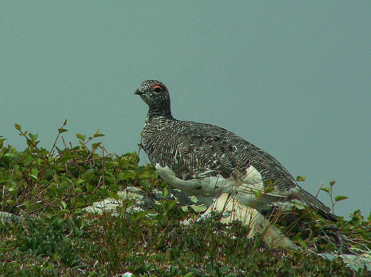 Цэвдгийн ахууна - ML620240409