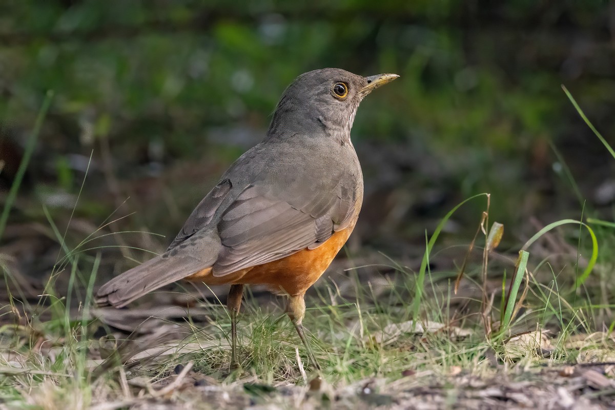 Rufous-bellied Thrush - ML620240411