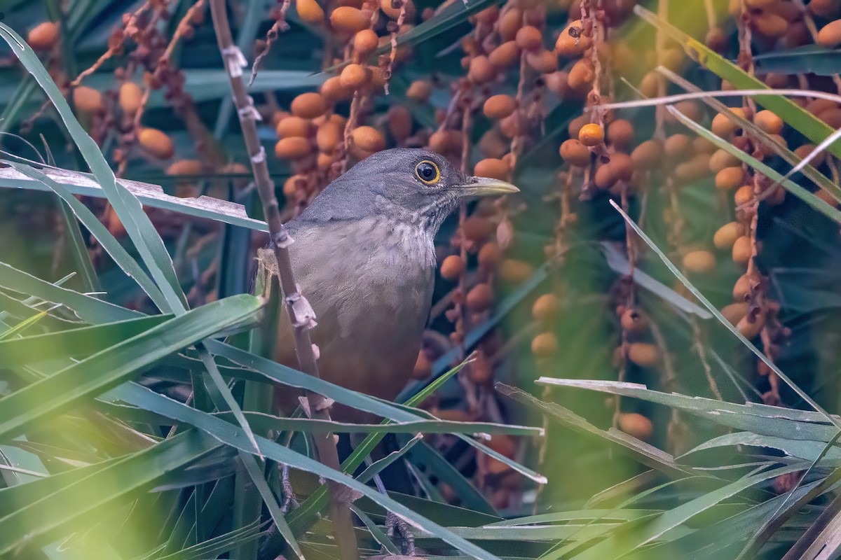 Rufous-bellied Thrush - ML620240412