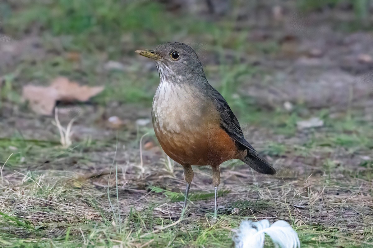 Rufous-bellied Thrush - ML620240413