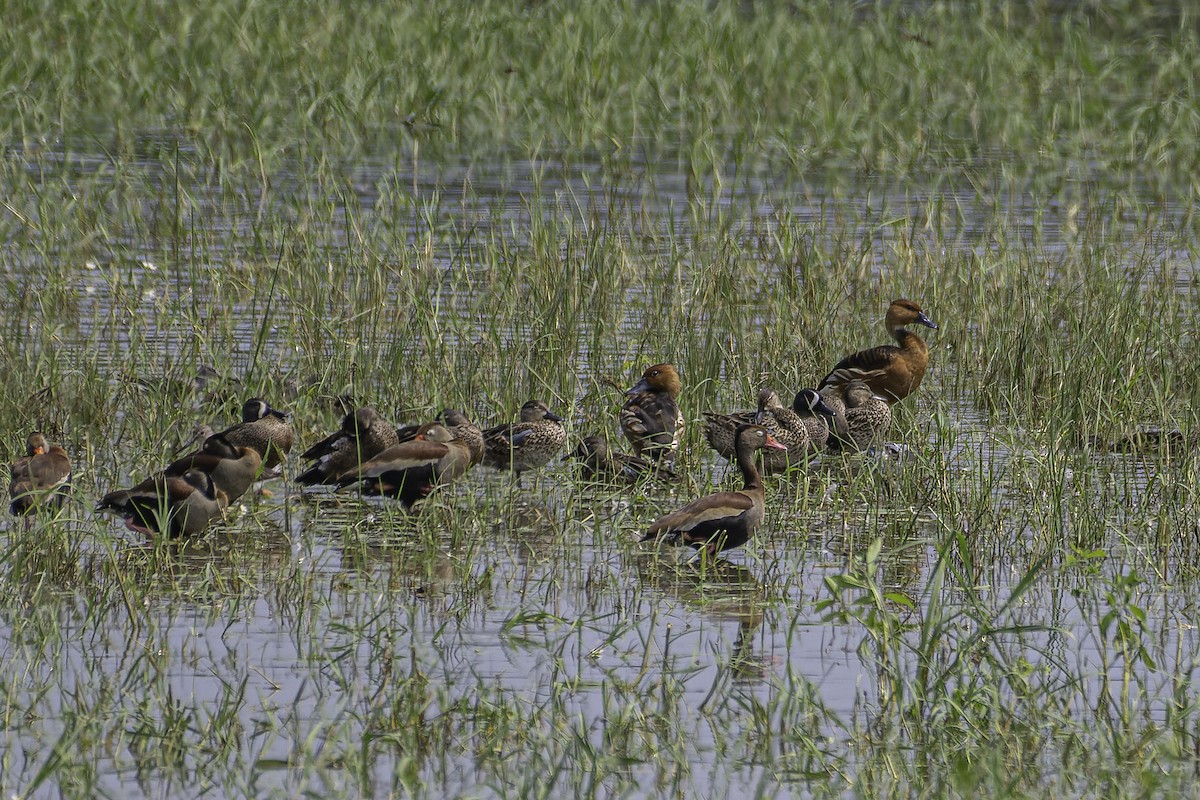 Fulvous Whistling-Duck - ML620240414