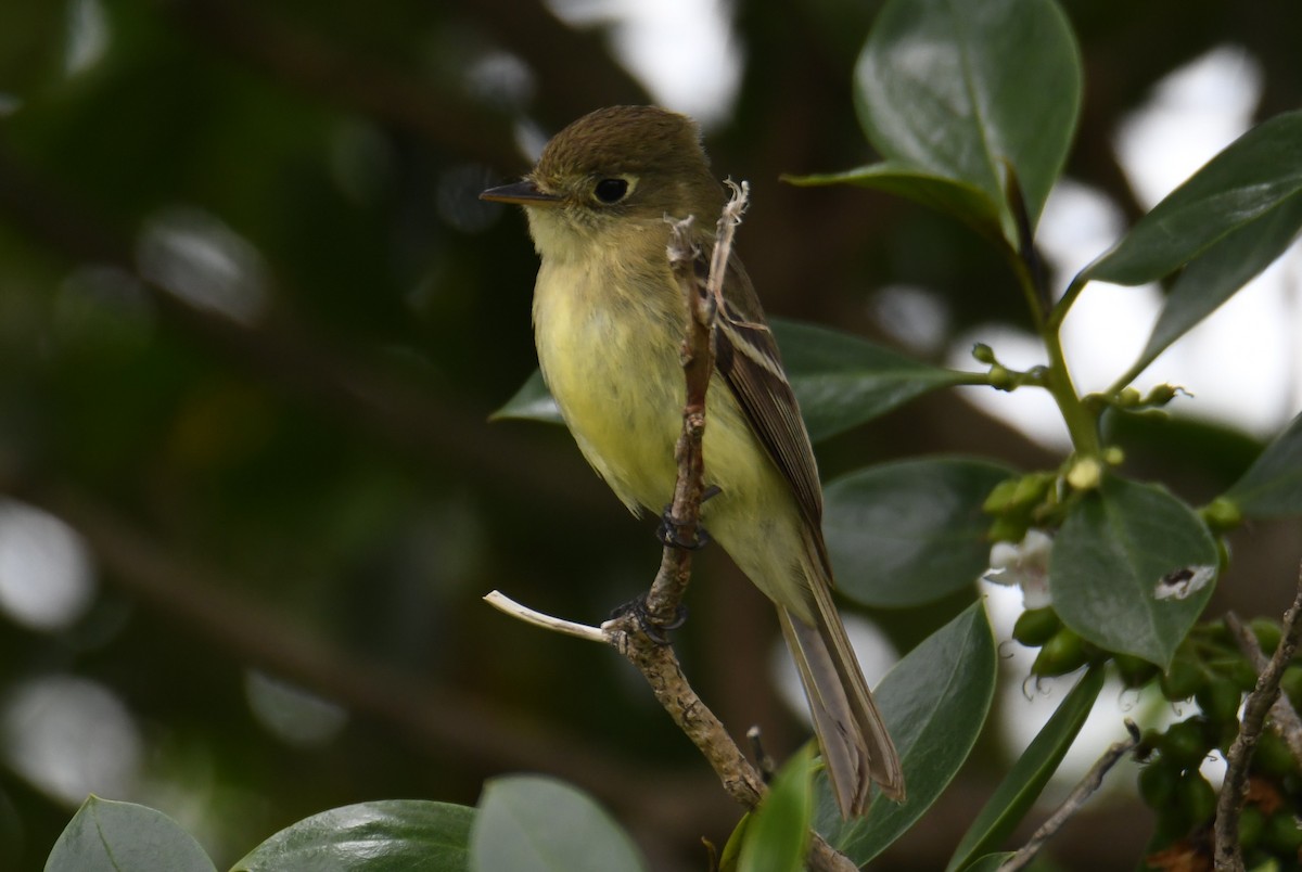 Western Flycatcher - ML620240419