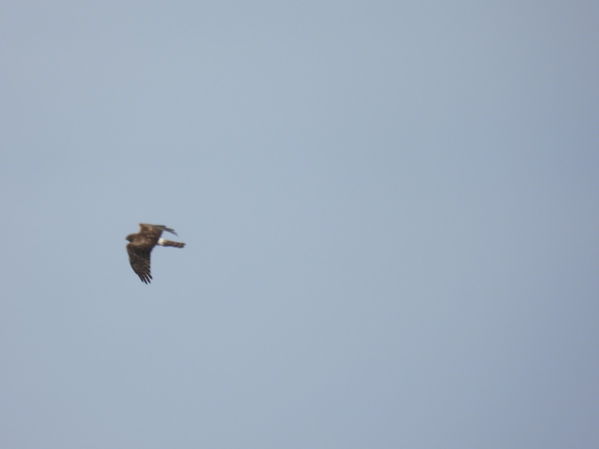 Northern Harrier - ML620240425