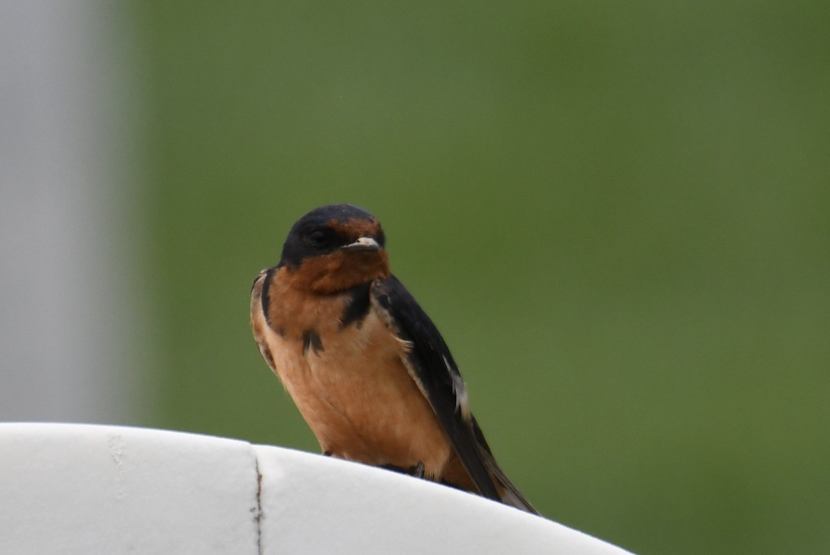 Barn Swallow - ML620240430