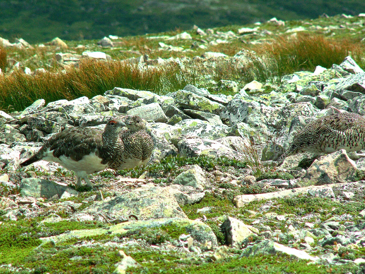 Цэвдгийн ахууна - ML620240433