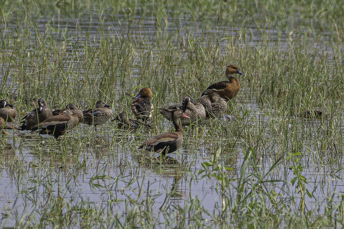 Fulvous Whistling-Duck - ML620240435