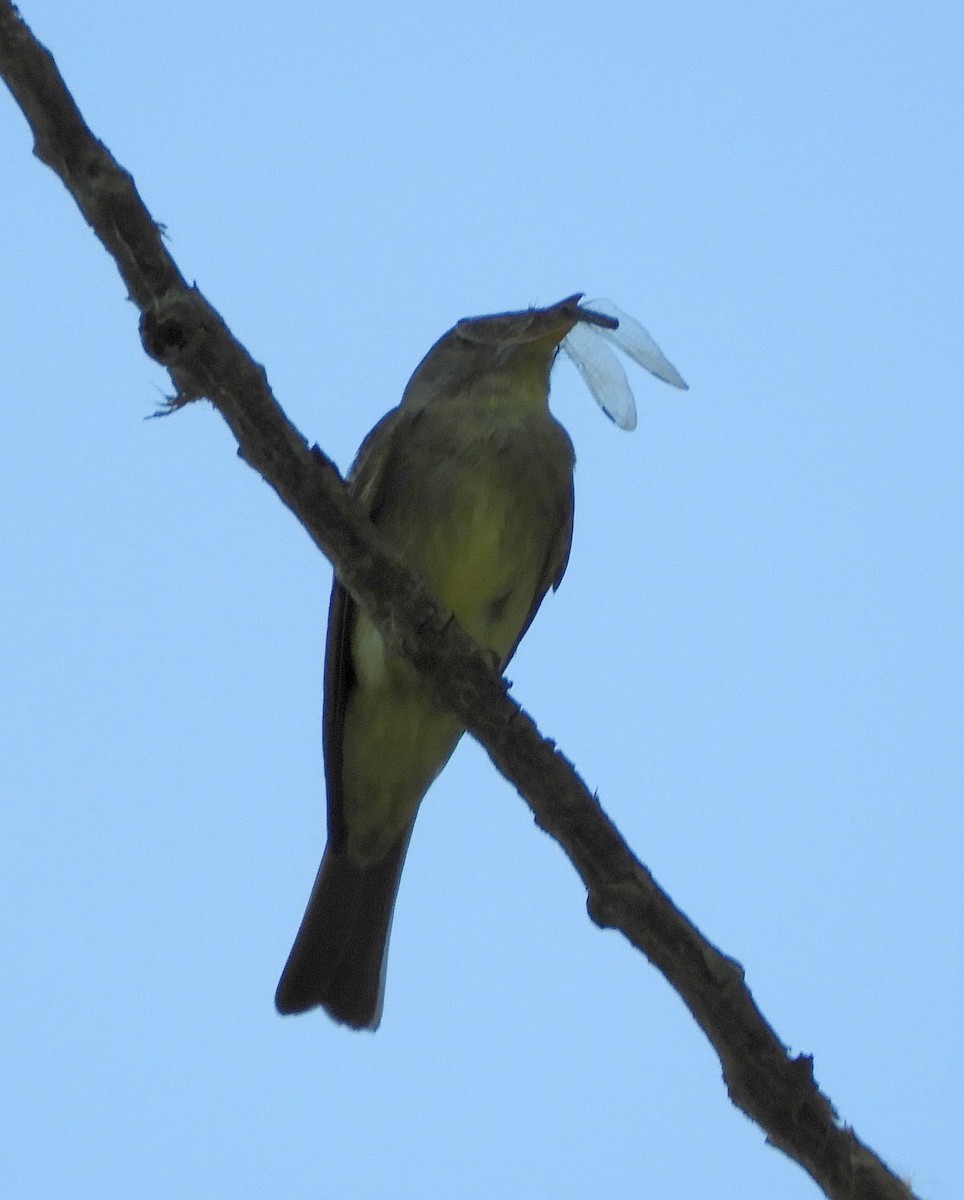 new world flycatcher sp. - ML620240438