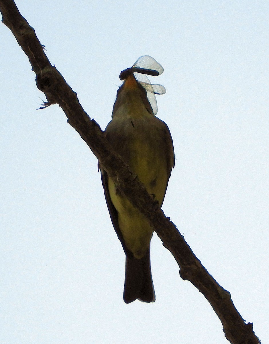 new world flycatcher sp. - ML620240439