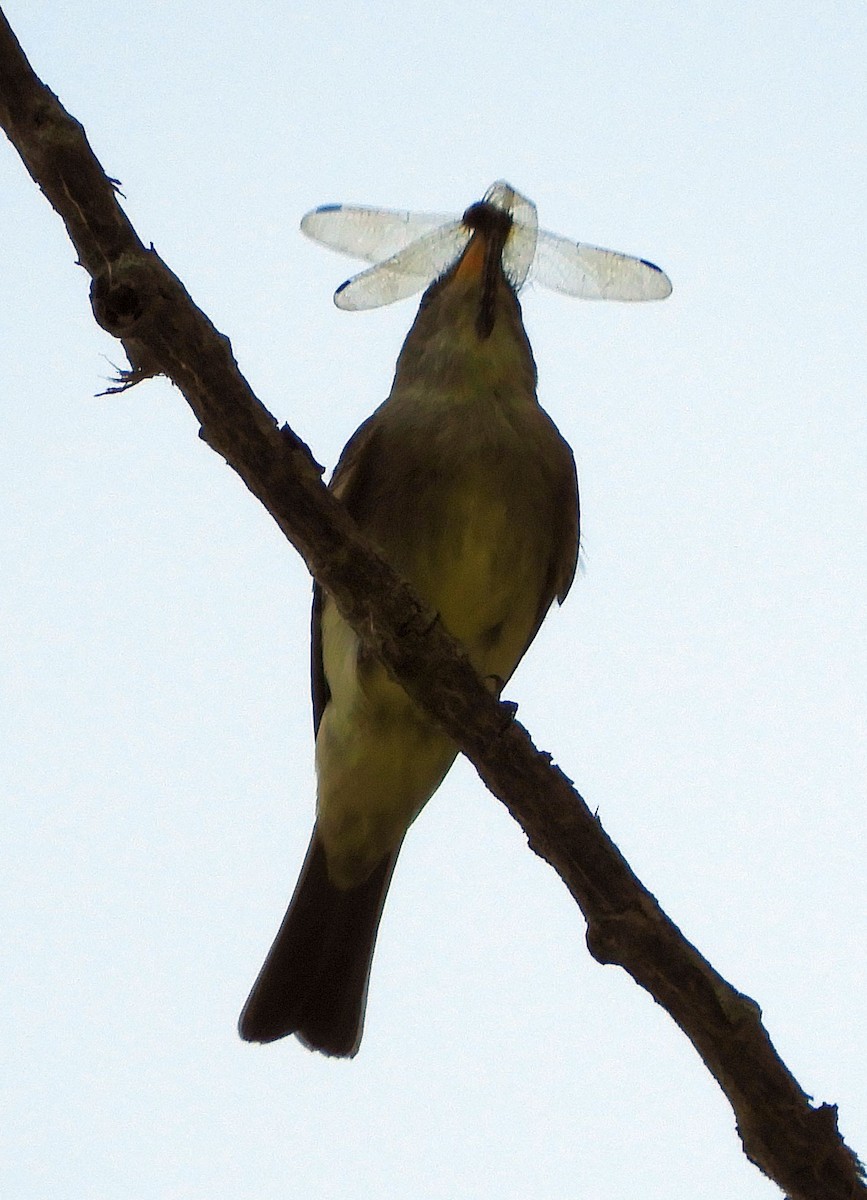 new world flycatcher sp. - ML620240440