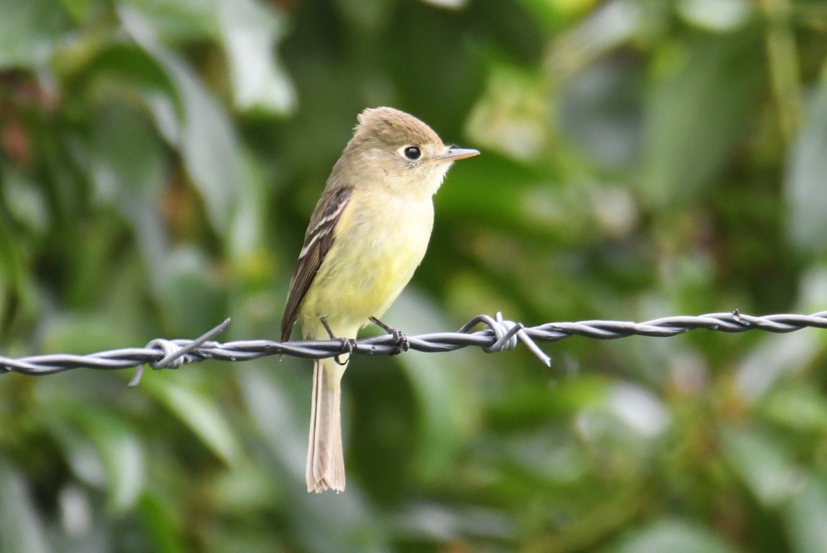 Western Flycatcher - ML620240445