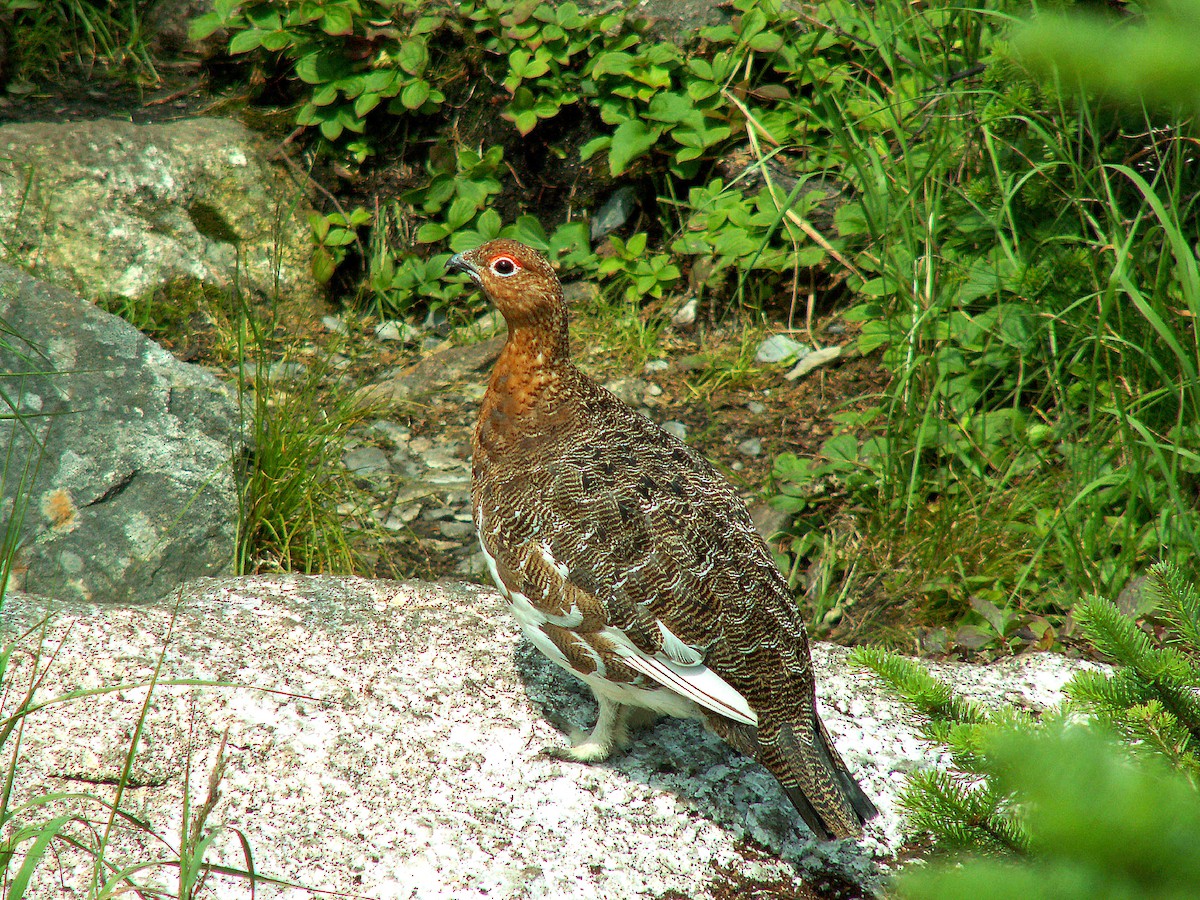 Willow Ptarmigan - ML620240451