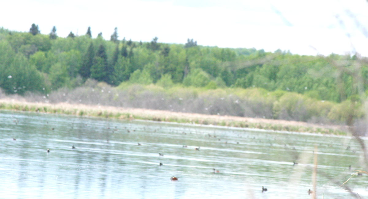 Franklin's Gull - ML620240452