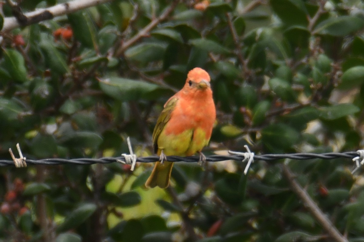 Summer Tanager - ML620240459