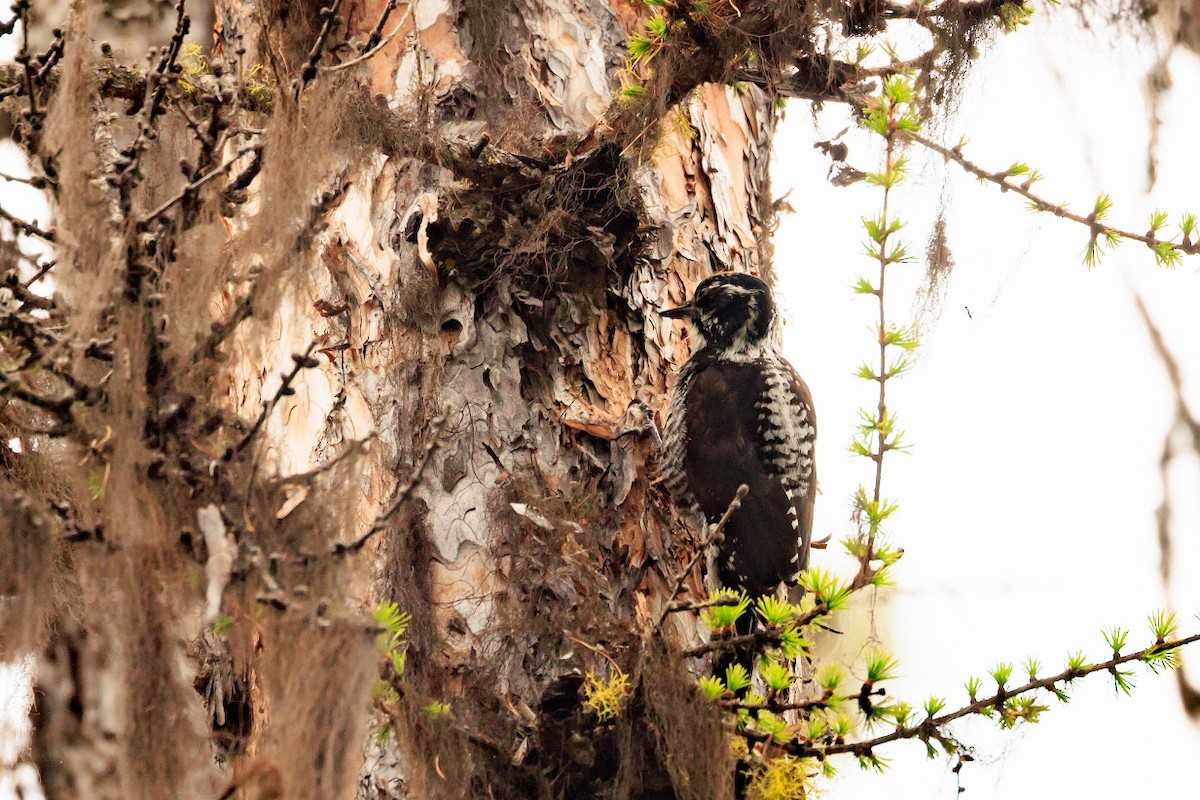 American Three-toed Woodpecker - ML620240464