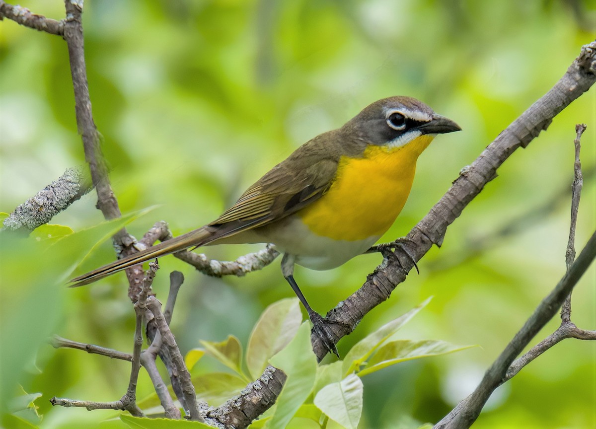 Yellow-breasted Chat - ML620240477