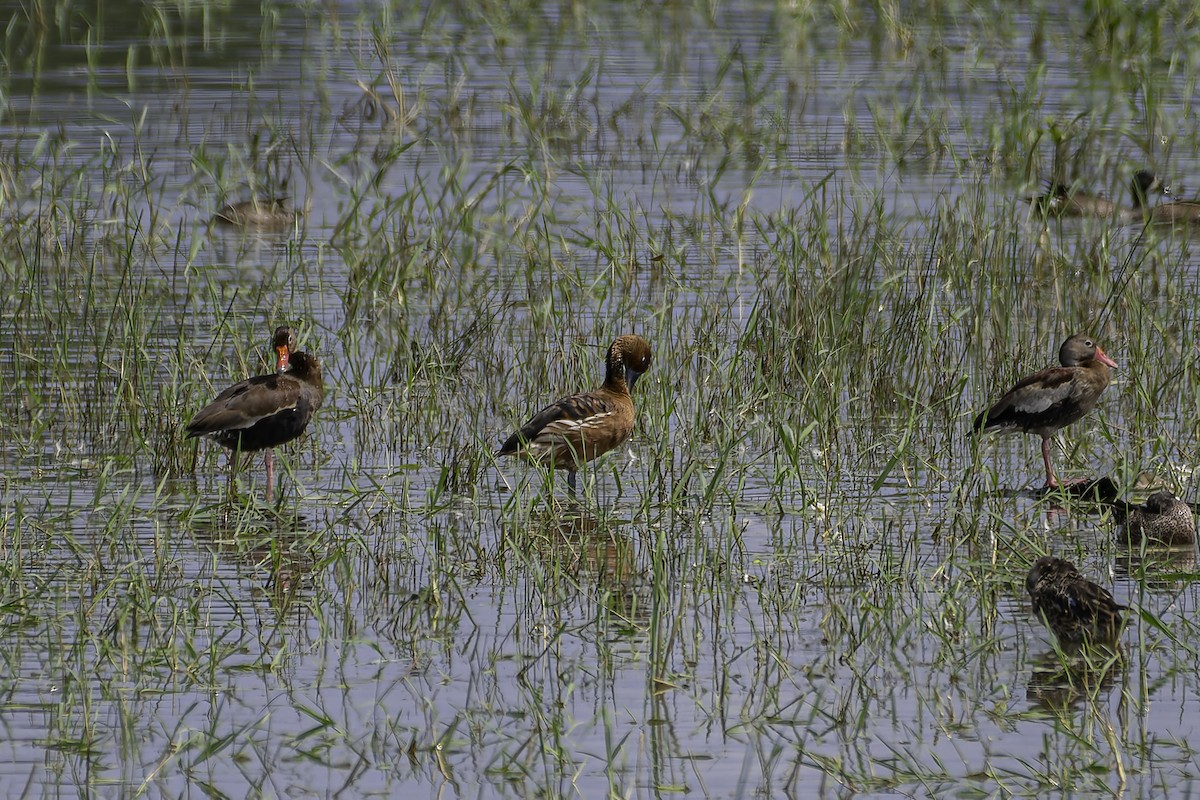 Fulvous Whistling-Duck - ML620240480