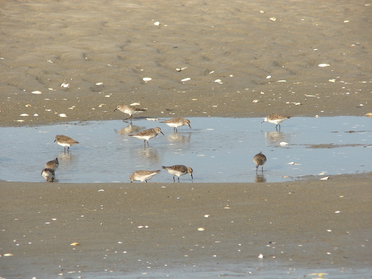 Weißbürzel-Strandläufer - ML620240489