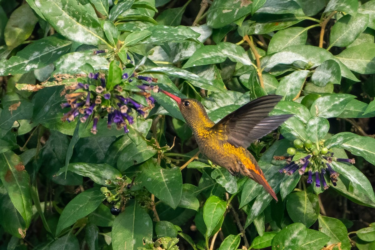 Gilded Hummingbird - Gonzalo González Mora