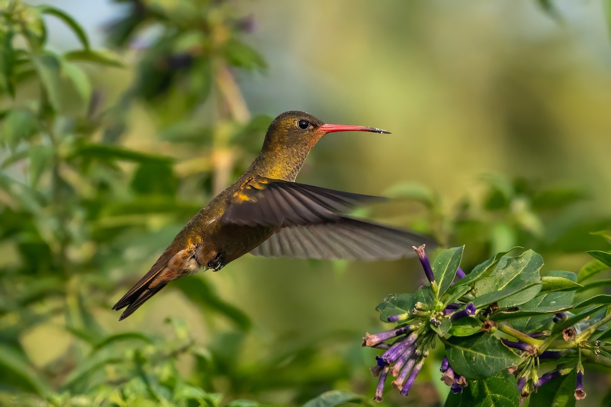 Gilded Hummingbird - ML620240497