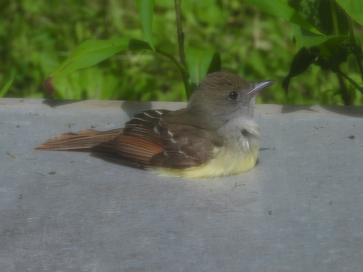 Great Crested Flycatcher - ML620240498