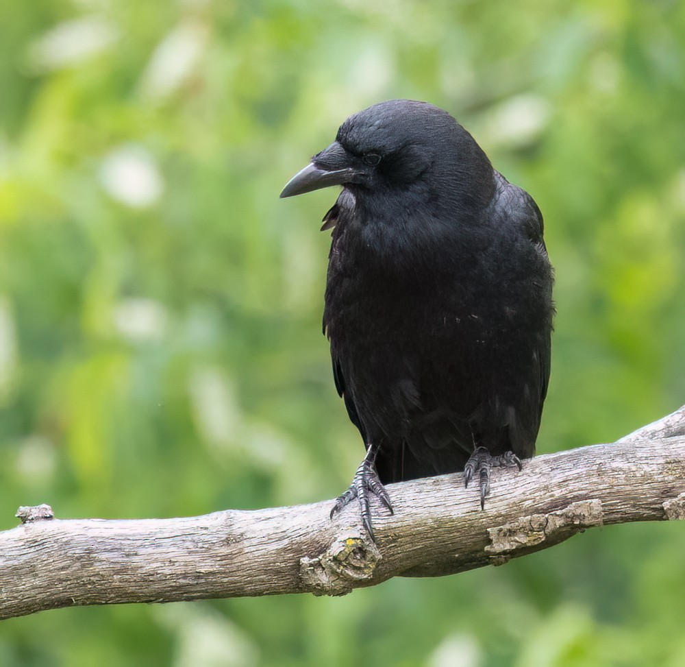 American Crow - ML620240503