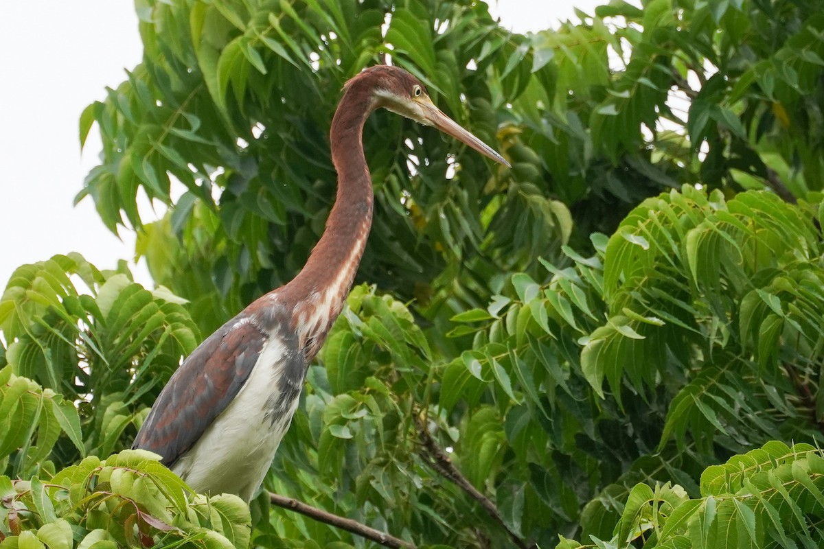 Tricolored Heron - ML620240505