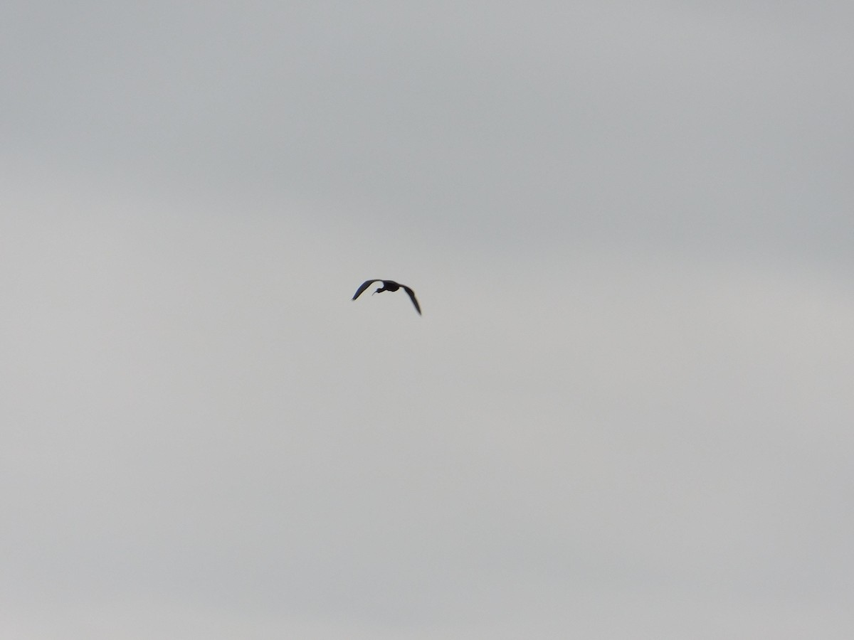 Glossy Ibis - ML620240507