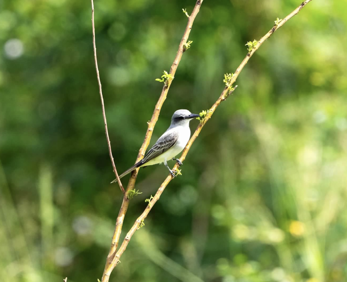 Gray Kingbird - ML620240509