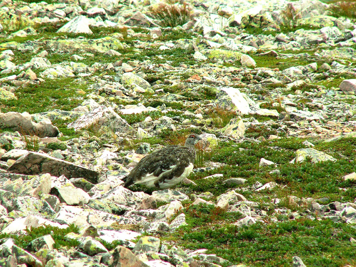 Цэвдгийн ахууна - ML620240511