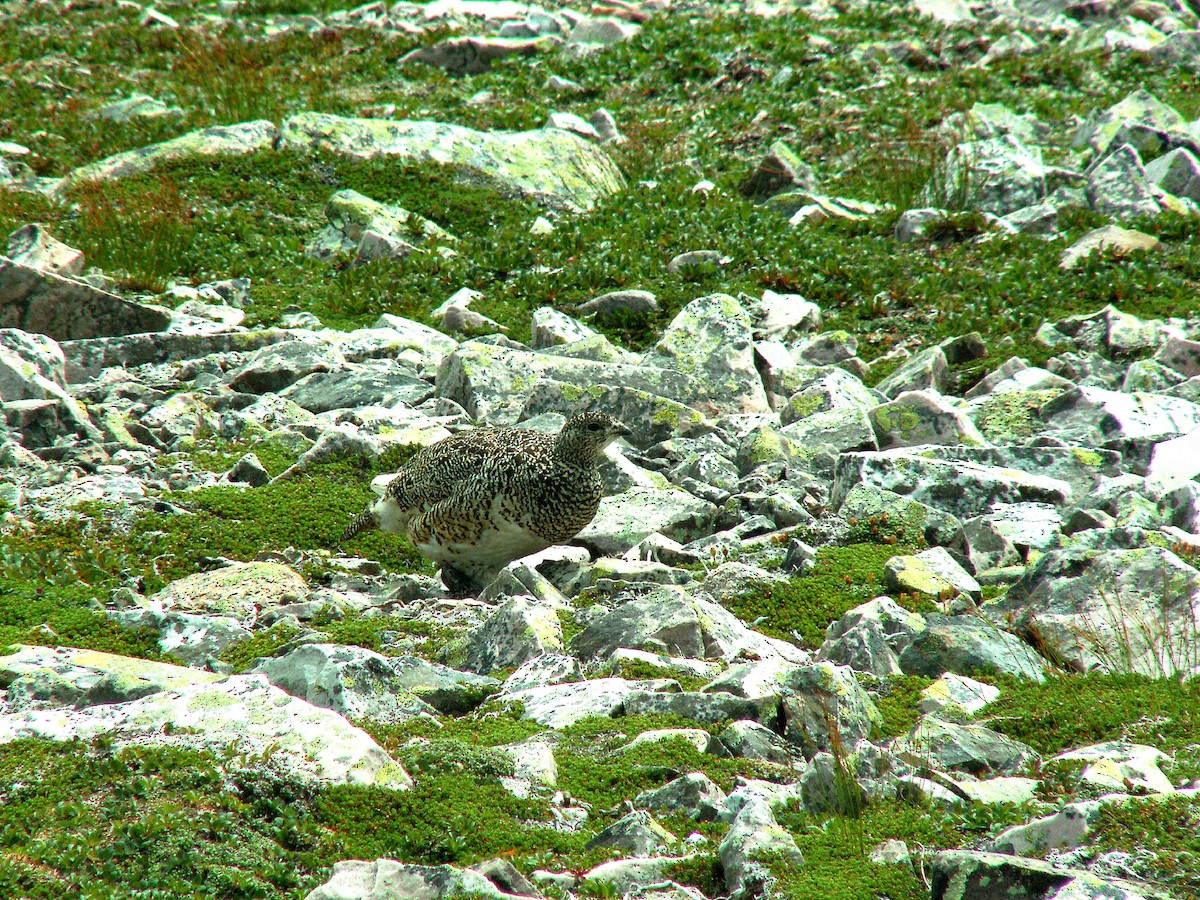 Цэвдгийн ахууна - ML620240518