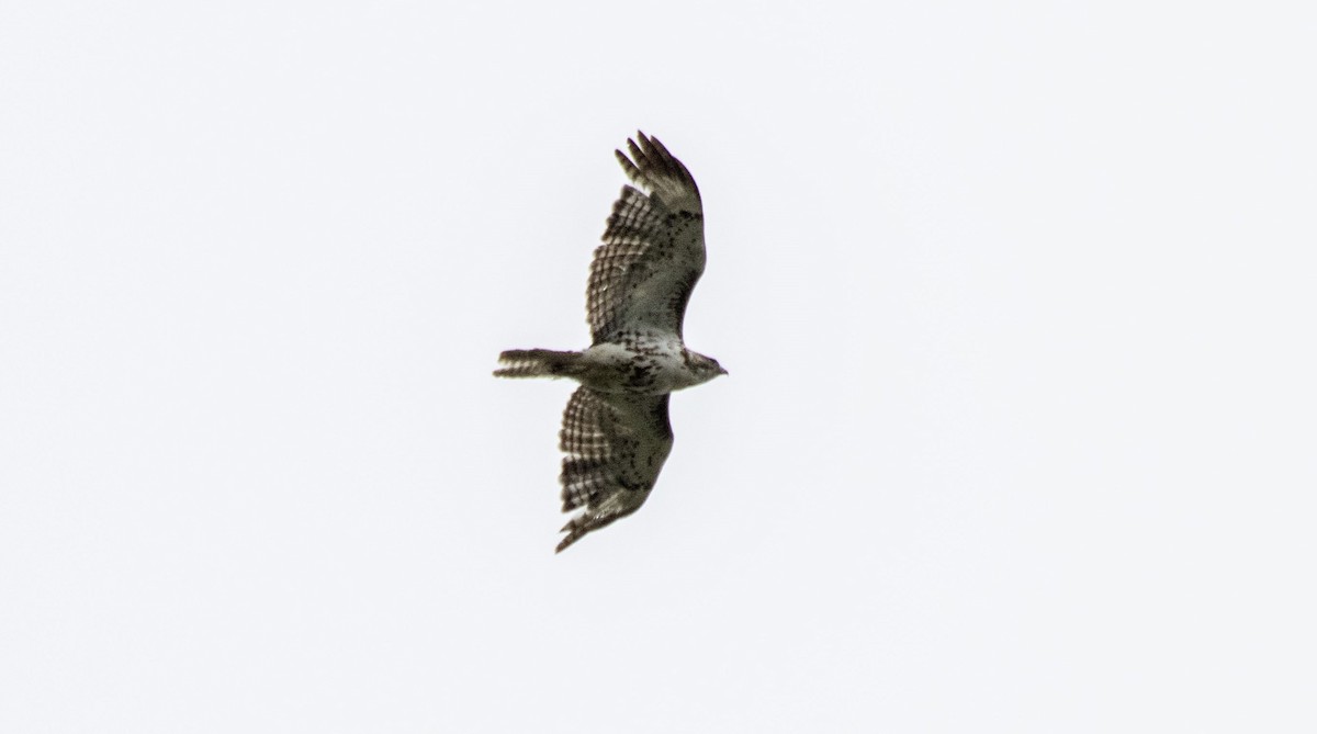 Red-tailed Hawk - ML620240519