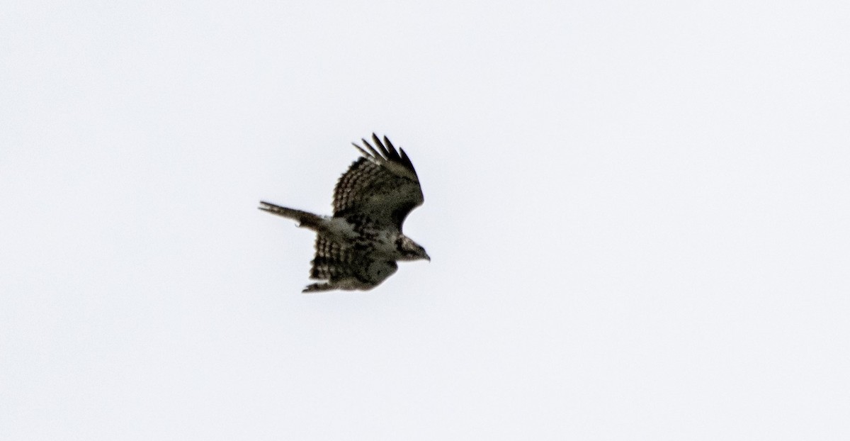 Red-tailed Hawk - Daniel Martin