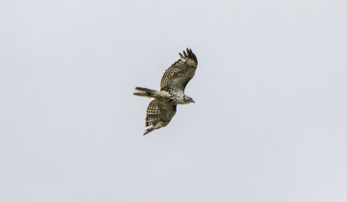 Red-tailed Hawk - ML620240521