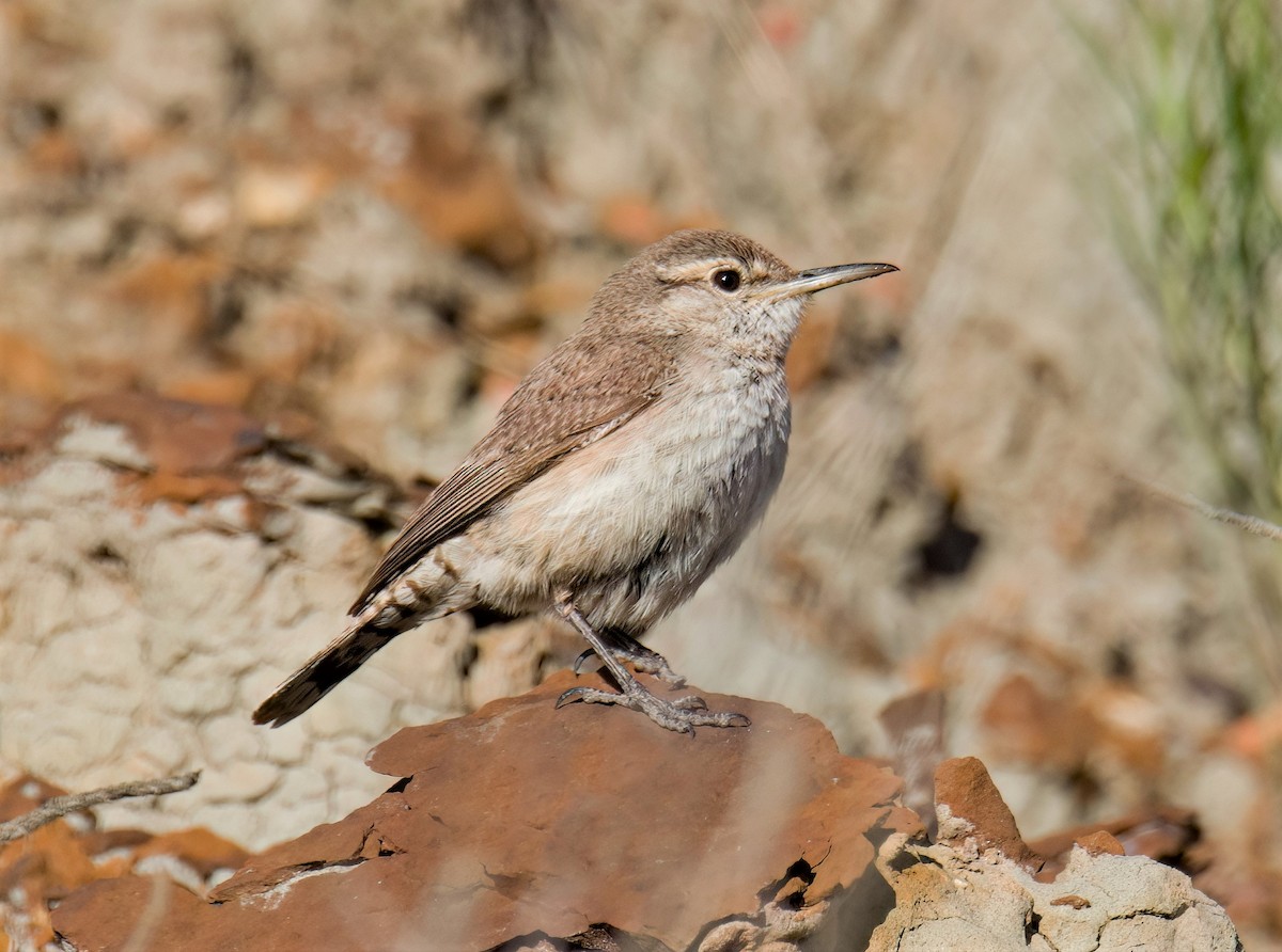 Rock Wren - Terry & Joanne Johnson