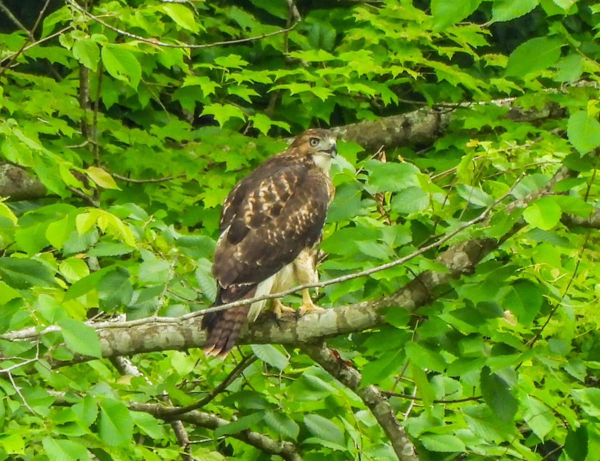Red-tailed Hawk - ML620240529