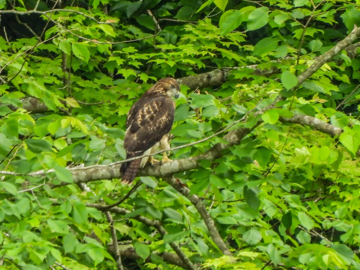 Red-tailed Hawk - ML620240530