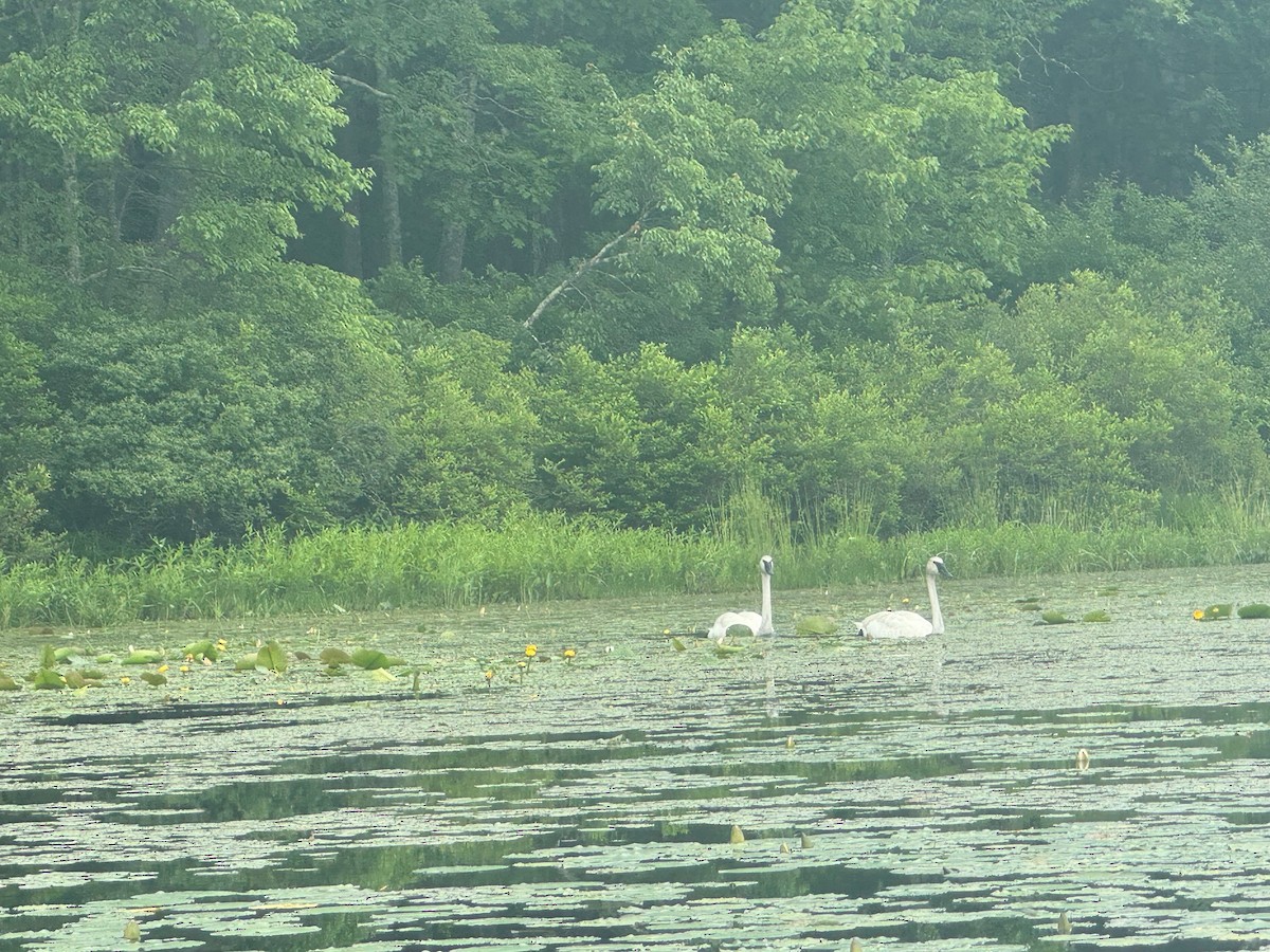 Trumpeter Swan - ML620240532