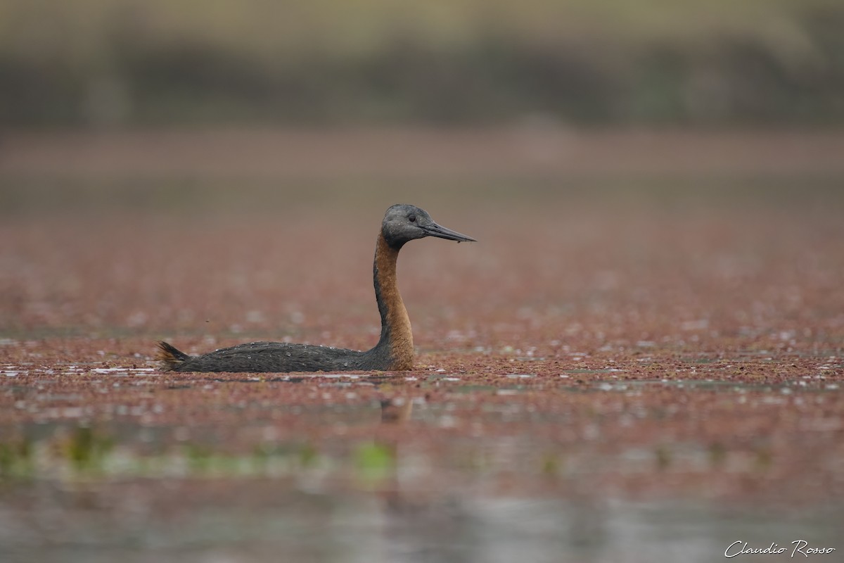 Great Grebe - ML620240550