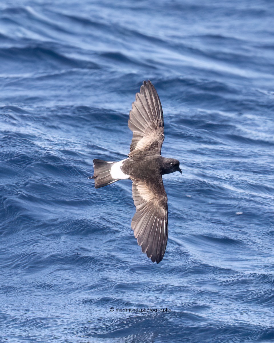 Wilson's Storm-Petrel - ML620240555