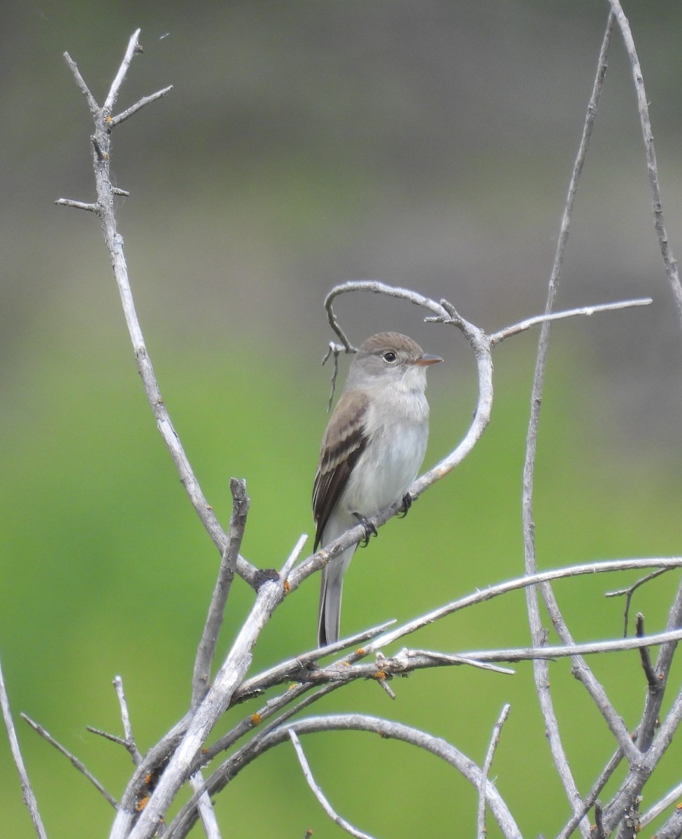 Willow Flycatcher - Mike Coulson
