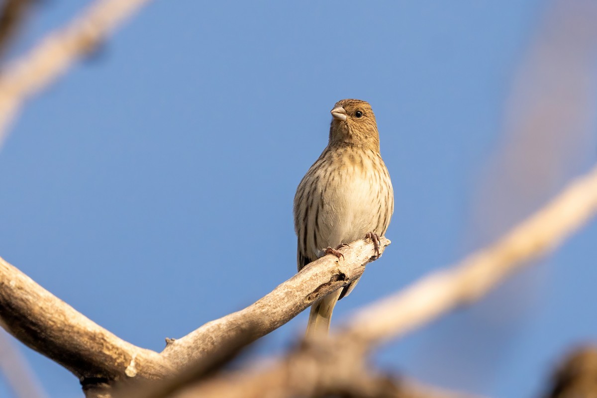 Saffron Finch - ML620240570